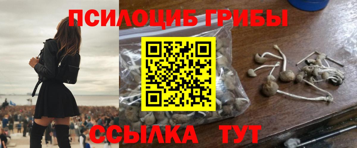 Татарск  Псилоцибиновые грибы Psilocybine cubensis  закладка  Вход с VPN 